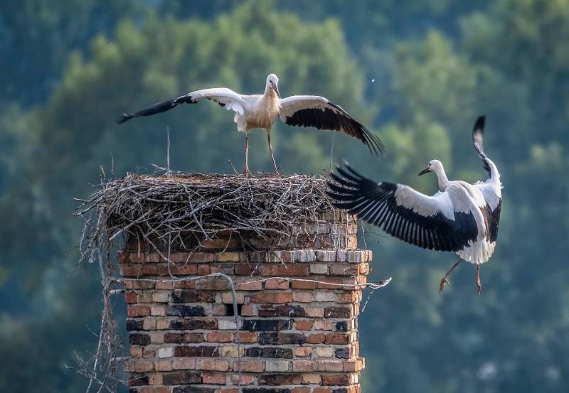 Expert Chimney Animal Removal in Prospect Heights, IL Professional Chimney Animal Removal Services in Prospect Heights, Illinois