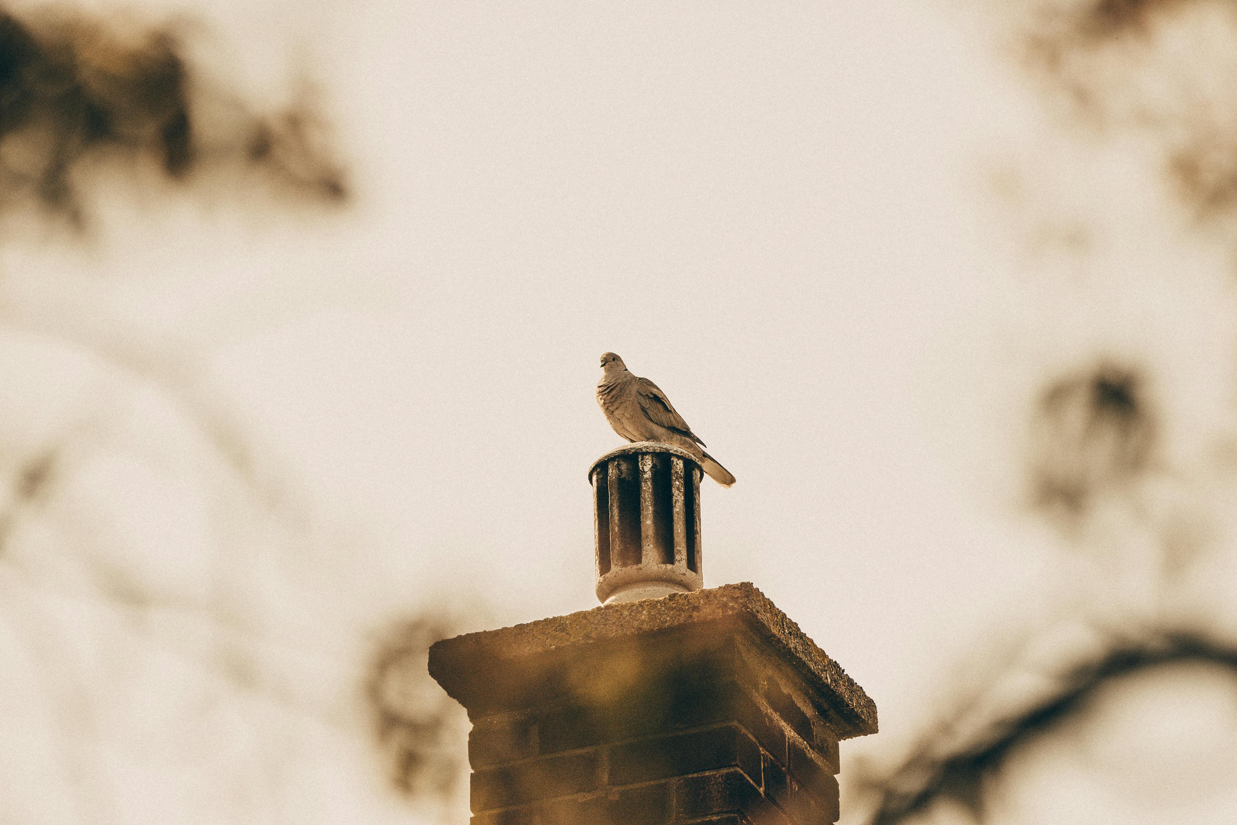 Quality Chimney Caps and Dampers Installation in Prospect Heights, IL Professional Chimney Cap and Damper In Prospect Heights Illinois